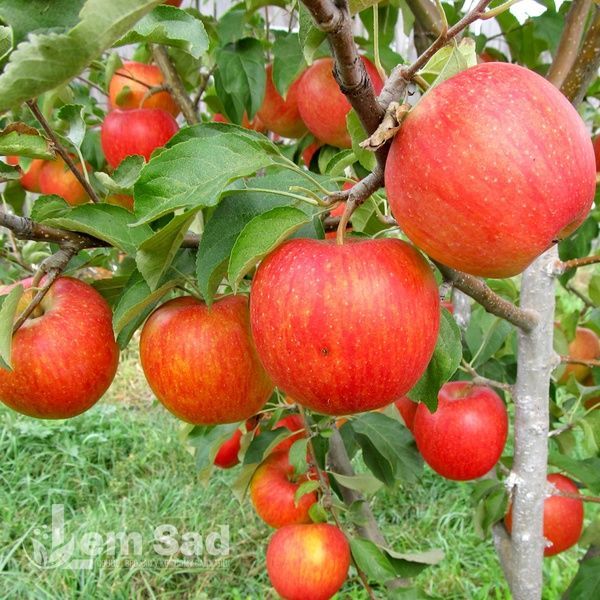 Яблуня Пінова 10001 фото