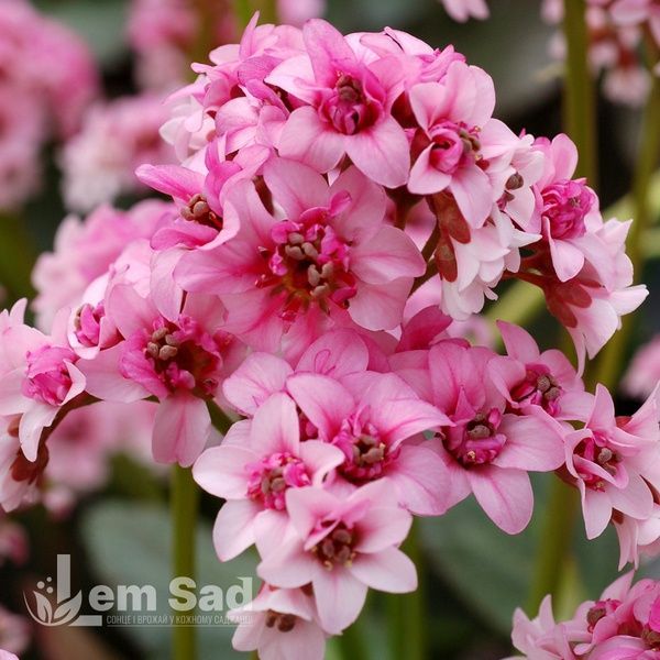 Бадан Сакура (Bergenia Sakura Dragonfly Series) 20133 фото