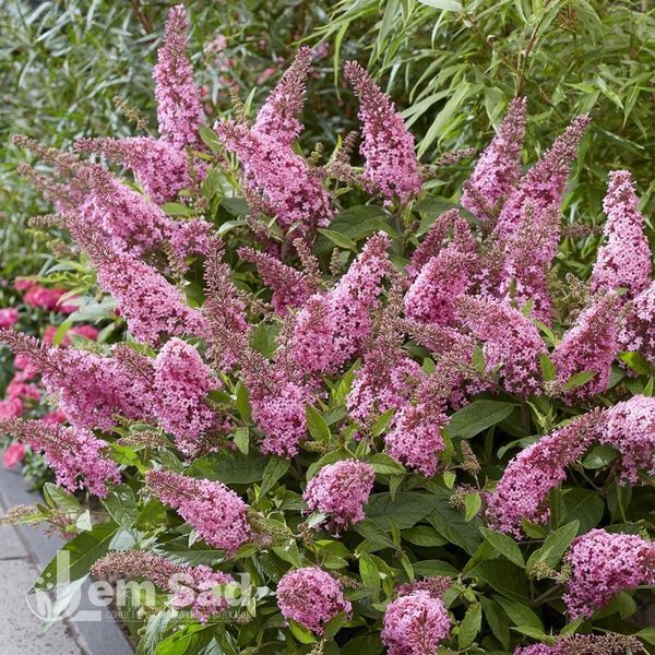 Буддлея Литл Пинк (Buddleja davidii Little Pink) 20193 фото