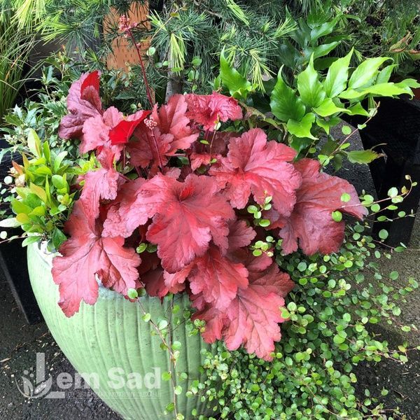 Гейхера Форевер Ред (Heuchera Forever Red) 20284 фото
