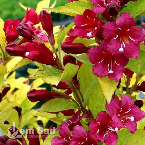 Вейгела цветущая Олимпиада (Weigela florida Olympiade) 20243 фото