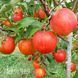 Яблуня Пінова 10001 фото 2