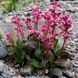 Бадан Сакура (Bergenia Sakura Dragonfly Series) 20133 фото 1