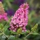 Буддлея Литл Пинк (Buddleja davidii Little Pink) 20193 фото 4