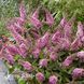 Буддлея Литл Пинк (Buddleja davidii Little Pink) 20193 фото 3