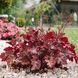 Гейхера Форевер Ред (Heuchera Forever Red) 20284 фото 1
