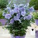 Гибискус сирийский Блу Шифон (Hibiscus syriacus Blue Chiffon) 20317 фото 1