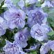 Гибискус сирийский Блу Шифон (Hibiscus syriacus Blue Chiffon) 20317 фото 2