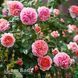 Троянда англійська Чіп і Дейл (Rosa Chippendale) 50232 фото 3