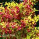 Вейгела цветущая Олимпиада (Weigela florida Olympiade) 20243 фото 1