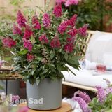 Буддлея Літл Рубі (Buddleja davidii Little Ruby) 20194 фото