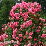 Роза плетистая Розанна (Rosa Rosanna) 50206 фото