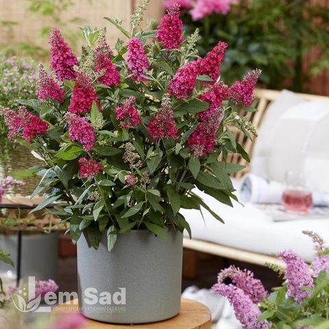 Буддлея Літл Рубі (Buddleja davidii Little Ruby) 20194 фото