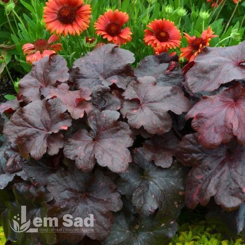 Гейхера Гэлакси (Heuchera Galaxy) 20285 фото