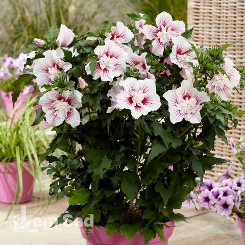 Гібіскус сирійський Чайна Шифон (Hibiscus syriacus China Chiffon) 20318 фото