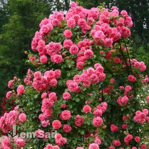 Троянда плетиста Розана (Rosa Rosanna) 50206 фото