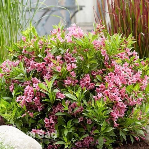 Вейгела цветущая Пикобелла Роза (Weigela florida Picobella Rosa) 20244 фото
