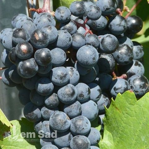 Виноград Чорний доктор 40039 фото