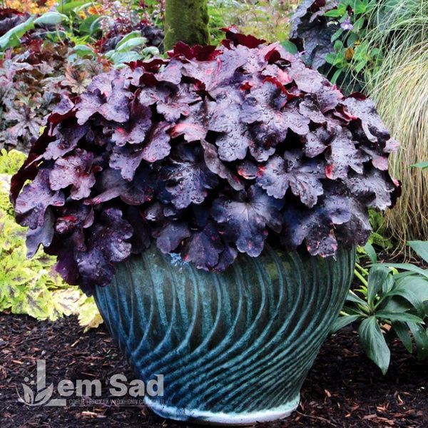 Гейхера Гелексі (Heuchera Galaxy) 20285 фото
