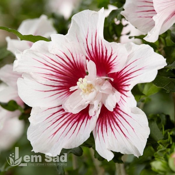 Гібіскус сирійський Чайна Шифон (Hibiscus syriacus China Chiffon) 20318 фото