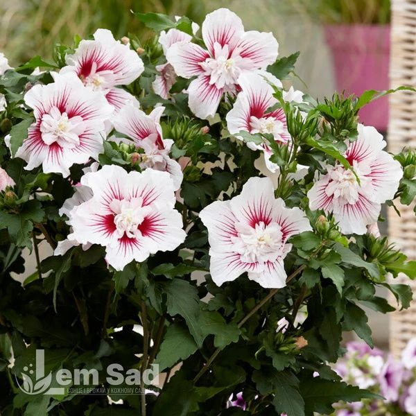 Гібіскус сирійський Чайна Шифон (Hibiscus syriacus China Chiffon) 20318 фото