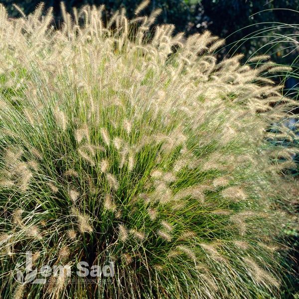 Пеннисетум Хамельн (Pennisetum alopecuroides Hameln) 20085 фото