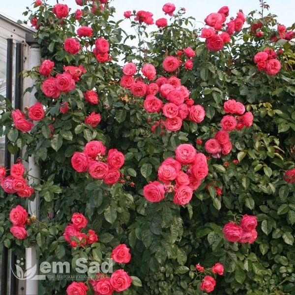 Троянда плетиста Розана (Rosa Rosanna) 50206 фото