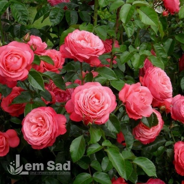 Троянда плетиста Розана (Rosa Rosanna) 50206 фото