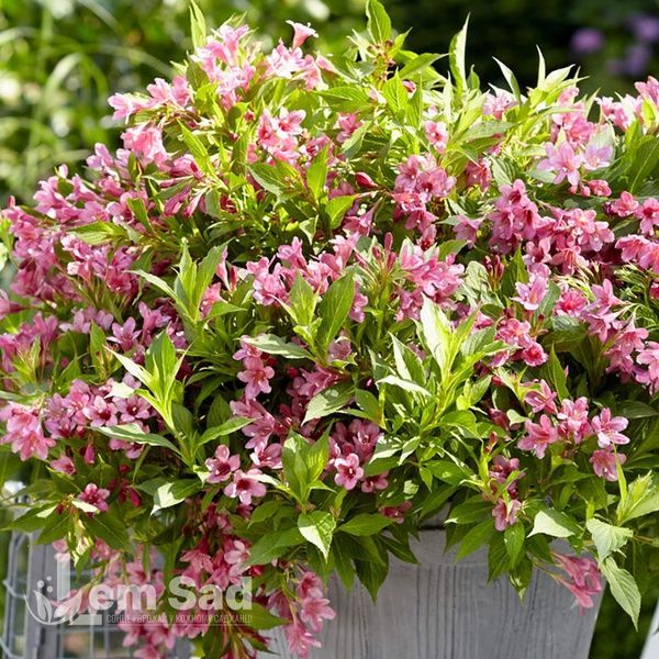 Вейгела цветущая Пикобелла Роза (Weigela florida Picobella Rosa) 20244 фото