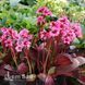 Бадан Флирт (Bergenia Flirt) 20134 фото 2