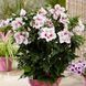 Гібіскус сирійський Чайна Шифон (Hibiscus syriacus China Chiffon) 20318 фото 1