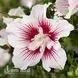 Гібіскус сирійський Чайна Шифон (Hibiscus syriacus China Chiffon) 20318 фото 2