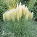 Кортадерія White Feather 20035 фото 3