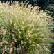 Пеннисетум Хамельн (Pennisetum alopecuroides Hameln) 20085 фото 2