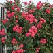 Троянда плетиста Розана (Rosa Rosanna) 50206 фото 2