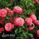 Троянда плетиста Розана (Rosa Rosanna) 50206 фото 3