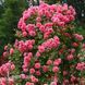 Троянда плетиста Розана (Rosa Rosanna) 50206 фото 1