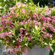 Вейгела цветущая Пикобелла Роза (Weigela florida Picobella Rosa) 20244 фото 2