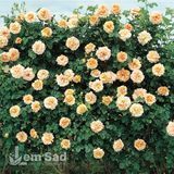 Роза плетистая Полька (Rosa Polka) 50207 фото
