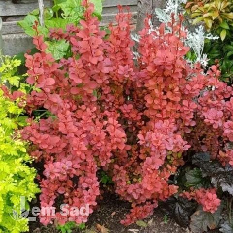 Барбарис Тунберга Ария (Berberis thunbergii Aria) 20135 фото