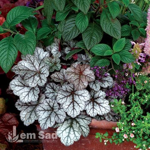 Гейхера Глиттер (Heuchera Glitter) 20286 фото