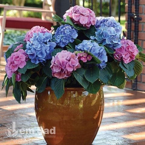 Гортензия крупнолистная Линдси Энн (Hydrangea macrophylla Lindsey Ann) 20385 фото