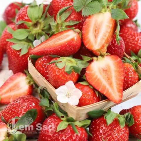 Полуниця великоплідна рання Румба (Fragaria &times; ananassa Rumba) 30011 фото