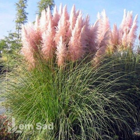 Кортадерия Pink Feather 20036 фото