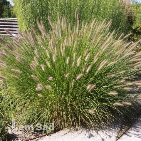 Пеннісетум Леді Ю (Pennisetum alopecuroides Lady U) 20086 фото