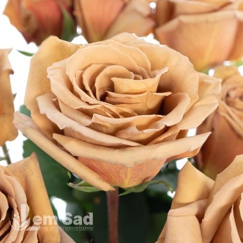 Роза английская Тельма (Rosa Thelma) 50239 фото