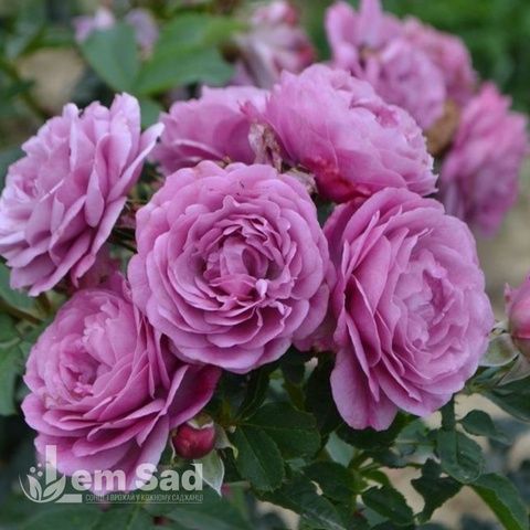 Роза английская Тельма (Rosa Thelma) 50239 фото