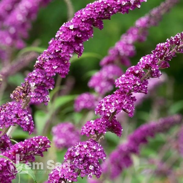 Буддлея Беррис энд Крим (Buddleja davidii Berries and Cream) 20195 фото
