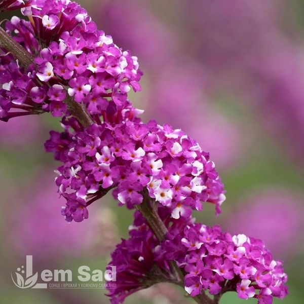 Буддлея Беррис энд Крим (Buddleja davidii Berries and Cream) 20195 фото