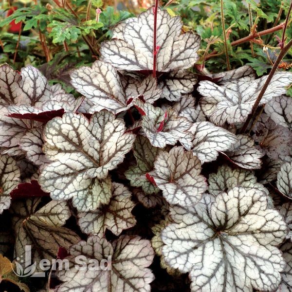 Гейхера Гліттер (Heuchera Glitter) 20286 фото